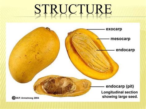 Fruits Parts And Classification Ppt