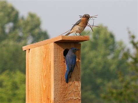 Welcome bluebirds with berries, bugs and nesting boxes