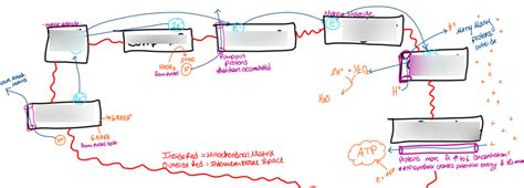 Diagram of Electron Transfer System Diagram | Quizlet