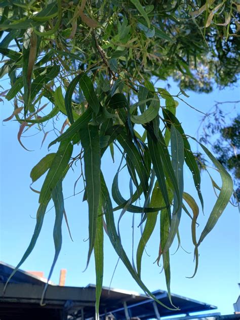 Spotted Gum From Orbost Vic Australia On February At