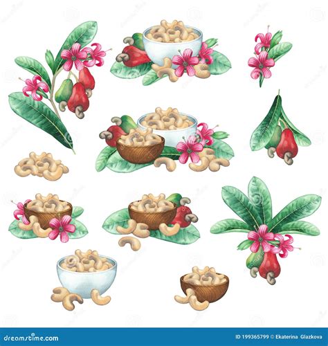 Watercolor Bowls Of Cashew Nuts Decorated With Fruits Flowers And