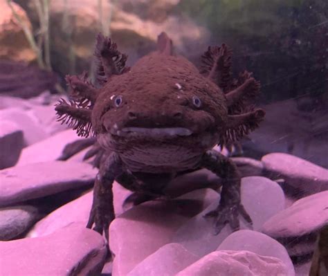 Axolotl