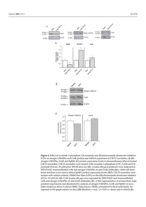 Effect Of Ceramide Phosphate C Ceramide And Dihydroceramide