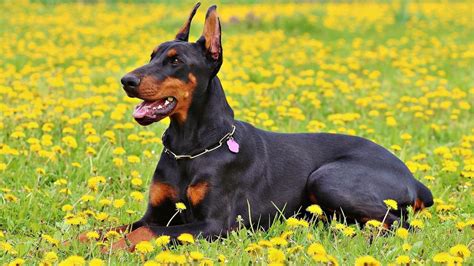 Doberman Pinscher: The Noble and Powerful Protector Dog Breed - PetHelpful