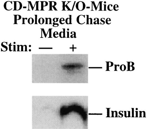 Stimulus Dependent Exocytosis Of Mature Granules Releases An
