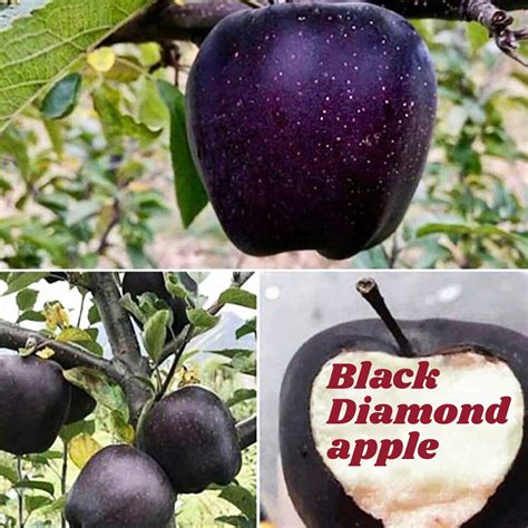 Black Diamond apple