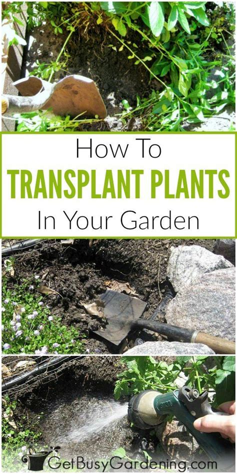 How To Transplant A Plant In Your Garden Organic Gardening Tips