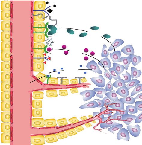 Angiogenesis And Tumor Growth Vegf Is Secreted By Tumor Cells And