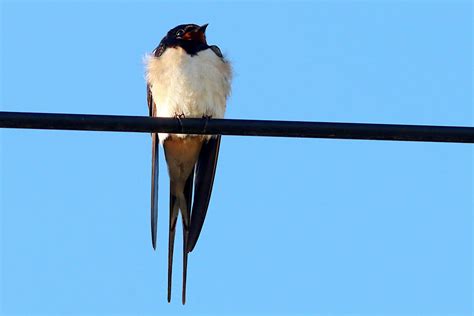 Hirondelle Rustique Hirundo Rustica Barn Swallow Flickr