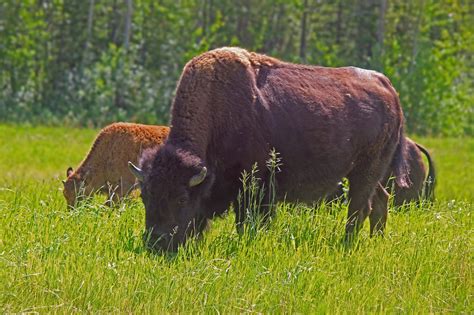 The Ronald Lake Wood Bison Herd: Observations From Their Home - Nature ...