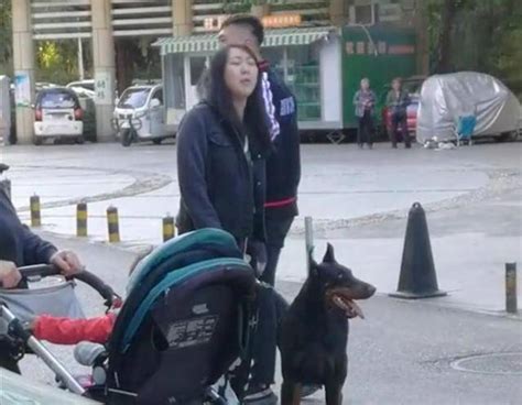 北京一女子遛巨型烈性犬不拴绳吓到大妈，女主人疯狂叫嚣：吓死你带着