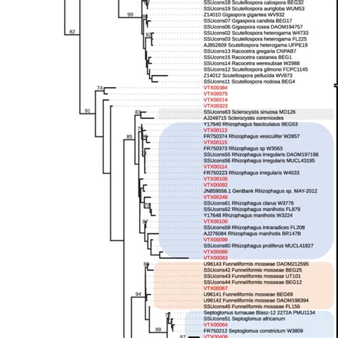 Raxml Phylogenetic Tree Reconstructed By Maximum Likelihood Analysis