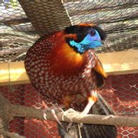 Vogelpark Hotel Zur Linde Hankensb Ttel