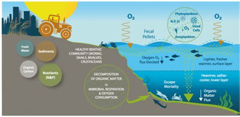 Faq Ocean Deoxygenation Scripps Institution Of Oceanography