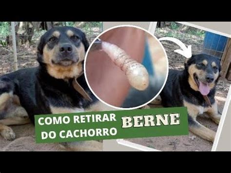 COMO TIRAR BERNE DE CACHORRO PINÇA E MATA BICHEIRA Miíase