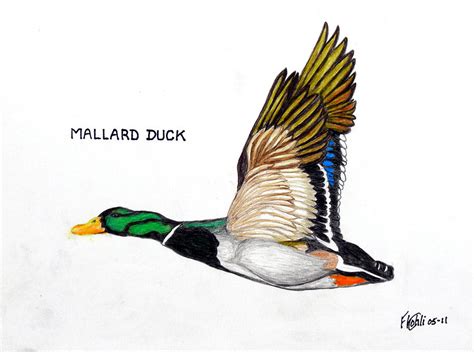 Mallard Duck Drawing