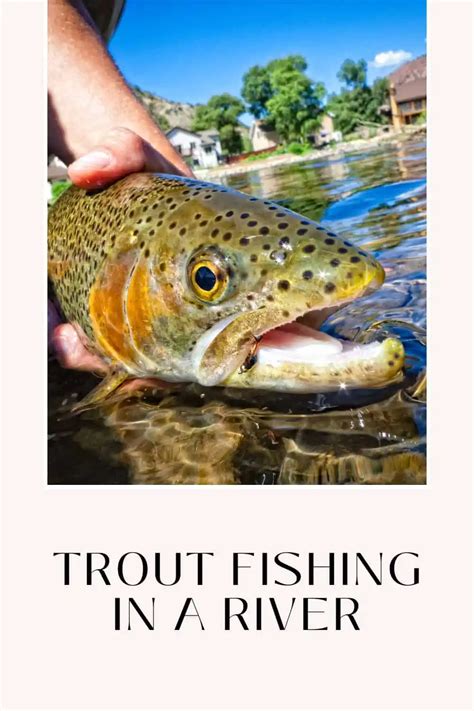 Mastering Trout Fishing In A River Tips And Techniques For A