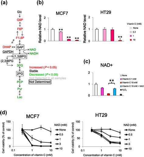 Nicotinamide Adenine Dinucleotide Nad Depletion Induced By Vitamin Download Scientific