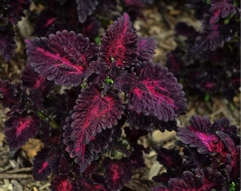 Goth Garden Dark Coleus Black Dragon Solenostemon Scutellarioides 25