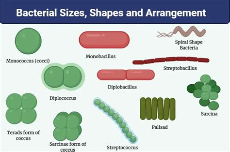 Morphology Of Bacteria Sizes Shapes Arrangements Examples With