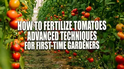 How To Fertilize Tomatoes Advanced Techniques For First Time Gardeners