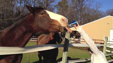 This Horse Loves To Drink Miller Lite Beer Youtube