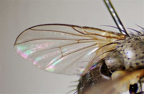 Actia Lamia Female Wing Kenfig Dunes Glamorgan This Is Flickr