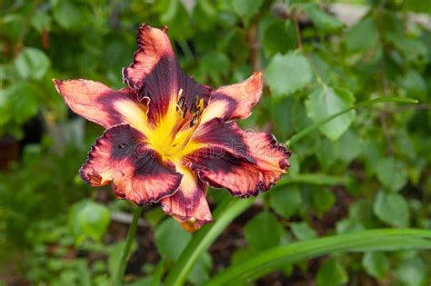 Striking Red Reblooming Daylily Flower Blooms Vibrant Color