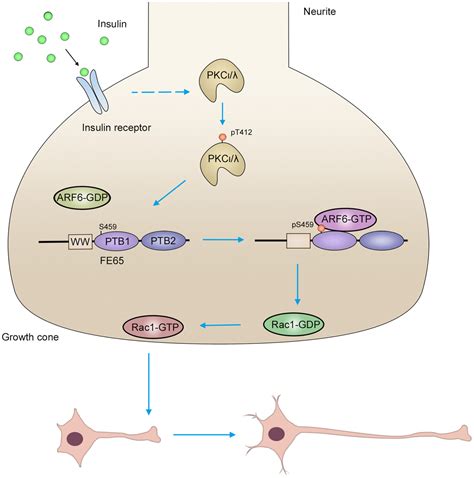 Insulin Stimulates Atypical Protein Kinase Cmediated Phosphorylation