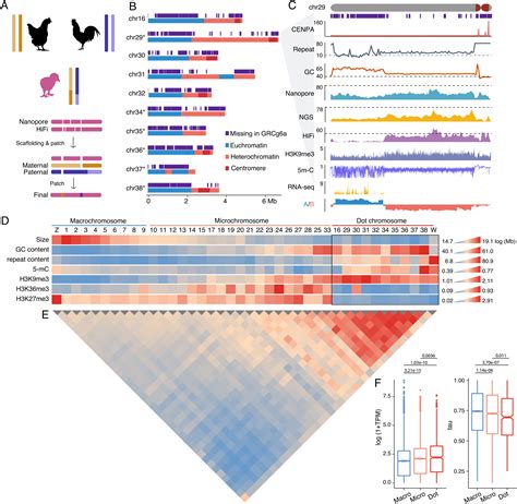 The first chicken genome map was completed - The Universe In 3000 ...