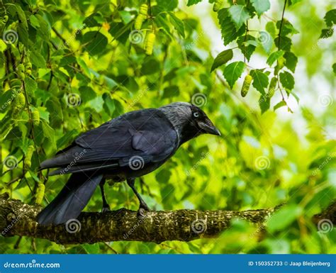 Black Crow Sitting Tree Branch Stock Images Download 776 Royalty Free