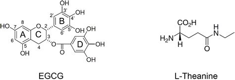 Frontiers Synergistic Effects Of Epigallocatechin Gallate And L