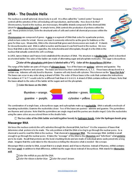 DNA The Double Helix Coloring Worksheet Worksheets Library