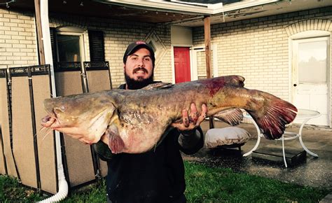 Catching Flathead Catfish In Maryland Tips And Techniques