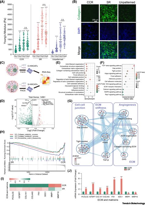 Bioprinted Spatially Defined Breast Tumor Microenvironment Models Of