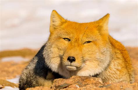 The Tibetan Fox Whose Face Value Is Too Low And Unexpectedly Became