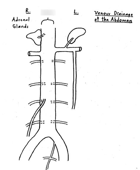 Venous Drainage Of The Abdomen Diagram Quizlet