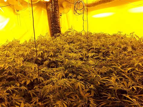 89 Cannabis Plants Seized As Police Raid Telford Drugs Den Shropshire Star