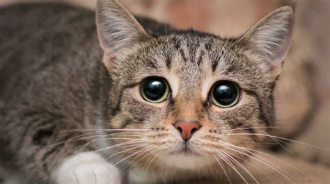 11 Emotionally Traumatized Cat Symptoms And How To Help Your Cat