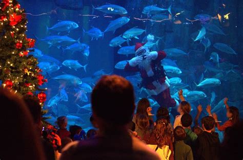 Le Père Noël plongeur à l Aquarium de Paris ploufplouf