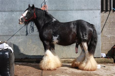 Irish Cob Ou Gypsy Cob Jeu Réponses P11 Le Standard Et Les