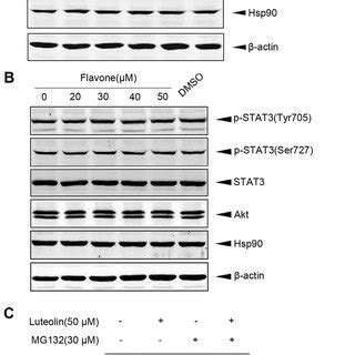 Luteolin Down Regulated Interacting Proteins Of Hsp And Induced