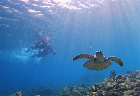 【鹿児島】大島郡龍郷町のダイビングツアーをお探しなら！シーンに合わせてチョイス おすすめ旅行を探すならトラベルブックtravelbook