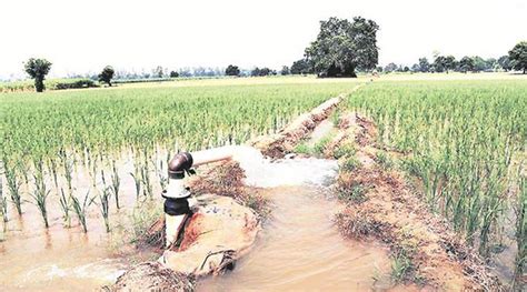 Saving Paddy Crop Amid Deficient Rain Hits Groundwater Table In Punjab