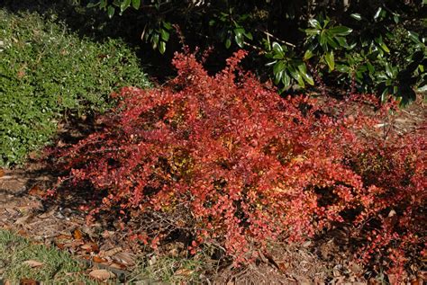 Berberis Thunbergii Crimson Pygmy Crimson Pygmy Japanese Barberry