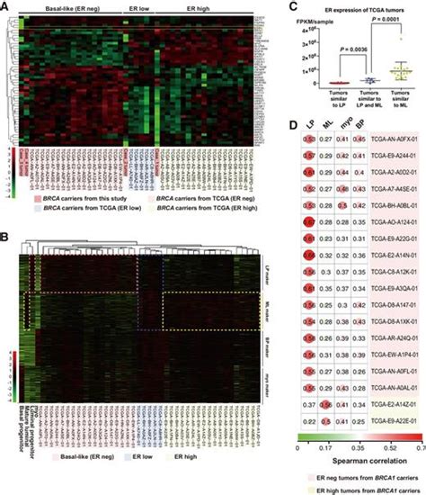 Single Cell Rna Sequencing Reveals The Cellular Origin And Evolution Of Breast Cancer In Brca1