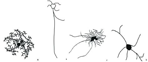 The Four Main Astrocyte Subtypes A Protoplasmic Astrocytes Have