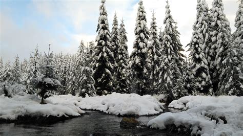 Not Lapland, but the Ardennes in the winter (Forests of Tailles) : r ...