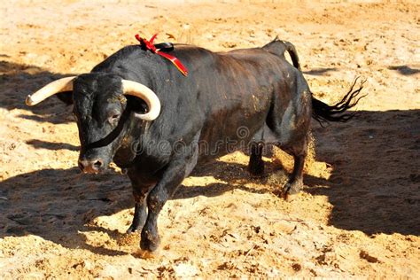 Spanish fighting bull stock photo. Image of fighting - 130026026