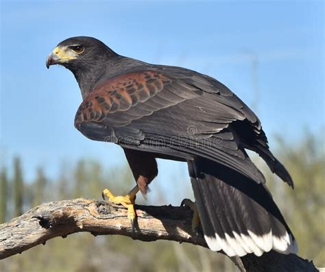 Harris Hawk Parabuteo Unicinctus Stock Image Image Of Bird Outdoors